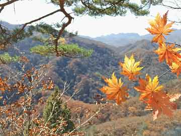 谁有澳门龙门客栈资料图_51岁曹颖自曝患胃癌，勇敢面对病魔，展现坚强意志